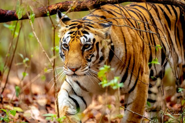 Tiger (Panthera tigris) @ Kanha National Park, India. Foto: Håvard Rosenlund