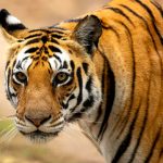 Tiger (Panthera tigris) @ Kanha National Park, India. Photo: Håvard Rosenlund