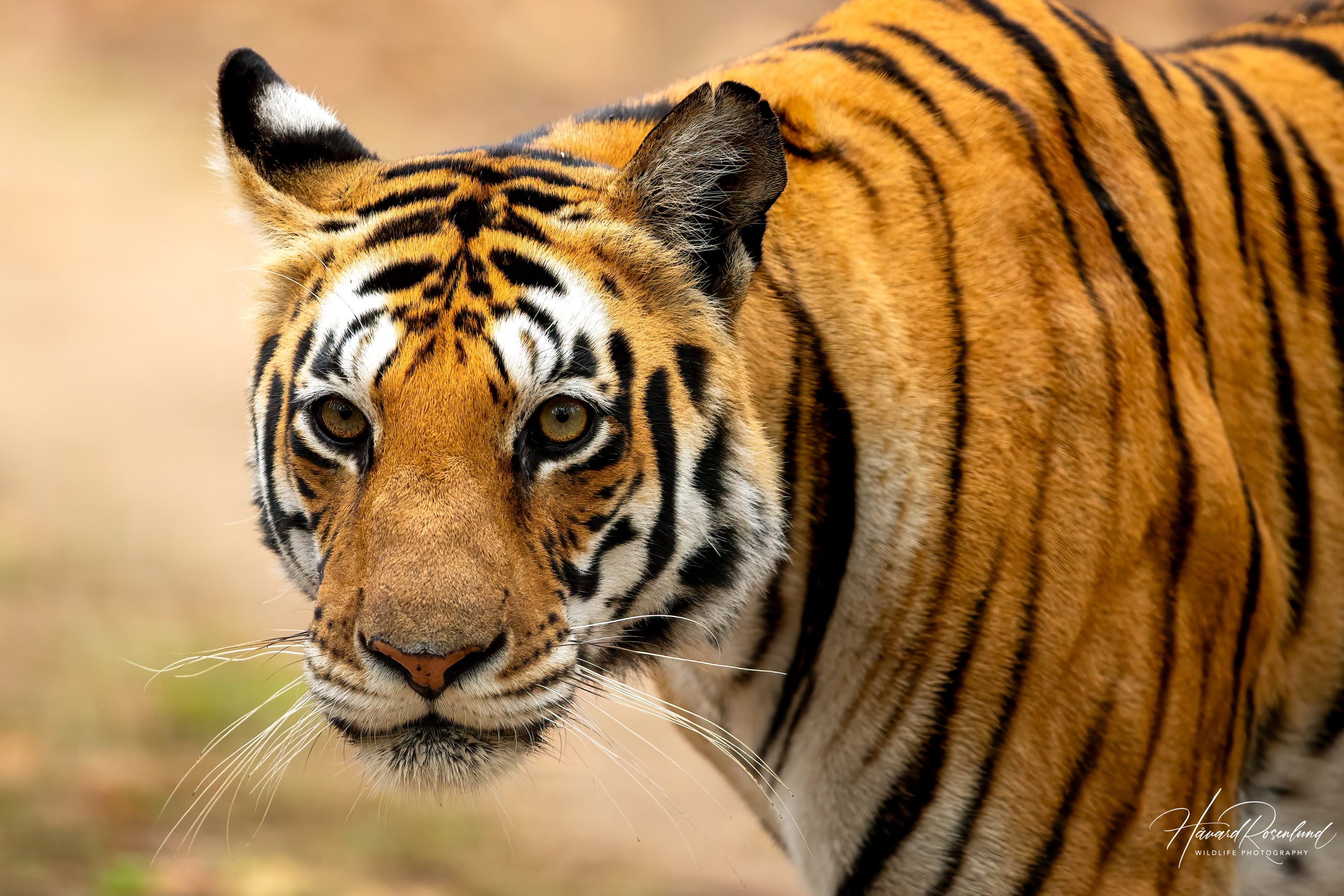 Tiger (Panthera tigris) @ Kanha National Park, India. Photo: Håvard Rosenlund