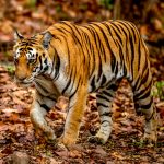 Tiger (Panthera tigris) @ Kanha National Park, India. Photo: Håvard Rosenlund