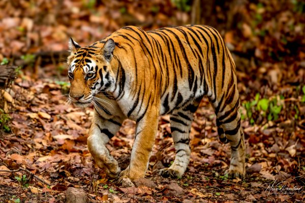 Tiger (Panthera tigris) @ Kanha National Park, India. Foto: Håvard Rosenlund