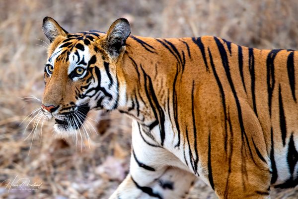 Tiger (Panthera tigris) @ Satpura National Park, India. Foto: Håvard Rosenlund
