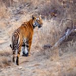 Tiger (Panthera tigris) @ Satpura National Park, India. Photo: Håvard Rosenlund