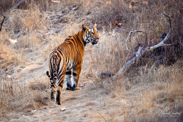 Tiger (Panthera tigris) @ Satpura National Park, India. Foto: Håvard Rosenlund