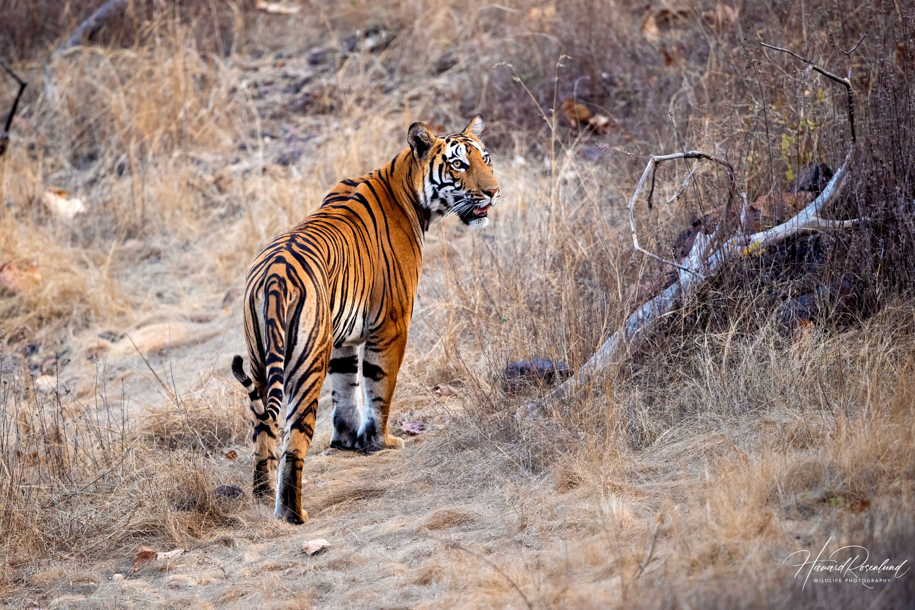 Tiger (Panthera tigris) @ Satpura National Park, India. Photo: Håvard Rosenlund