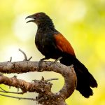 Greater Coucal (Centropus sinensis) @ Bandhavgarh National Park, India. Photo: Håvard Rosenlund