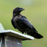 Common Raven (Corvus corax) @ Valdres, Norway. Photo: Håvard Rosenlund