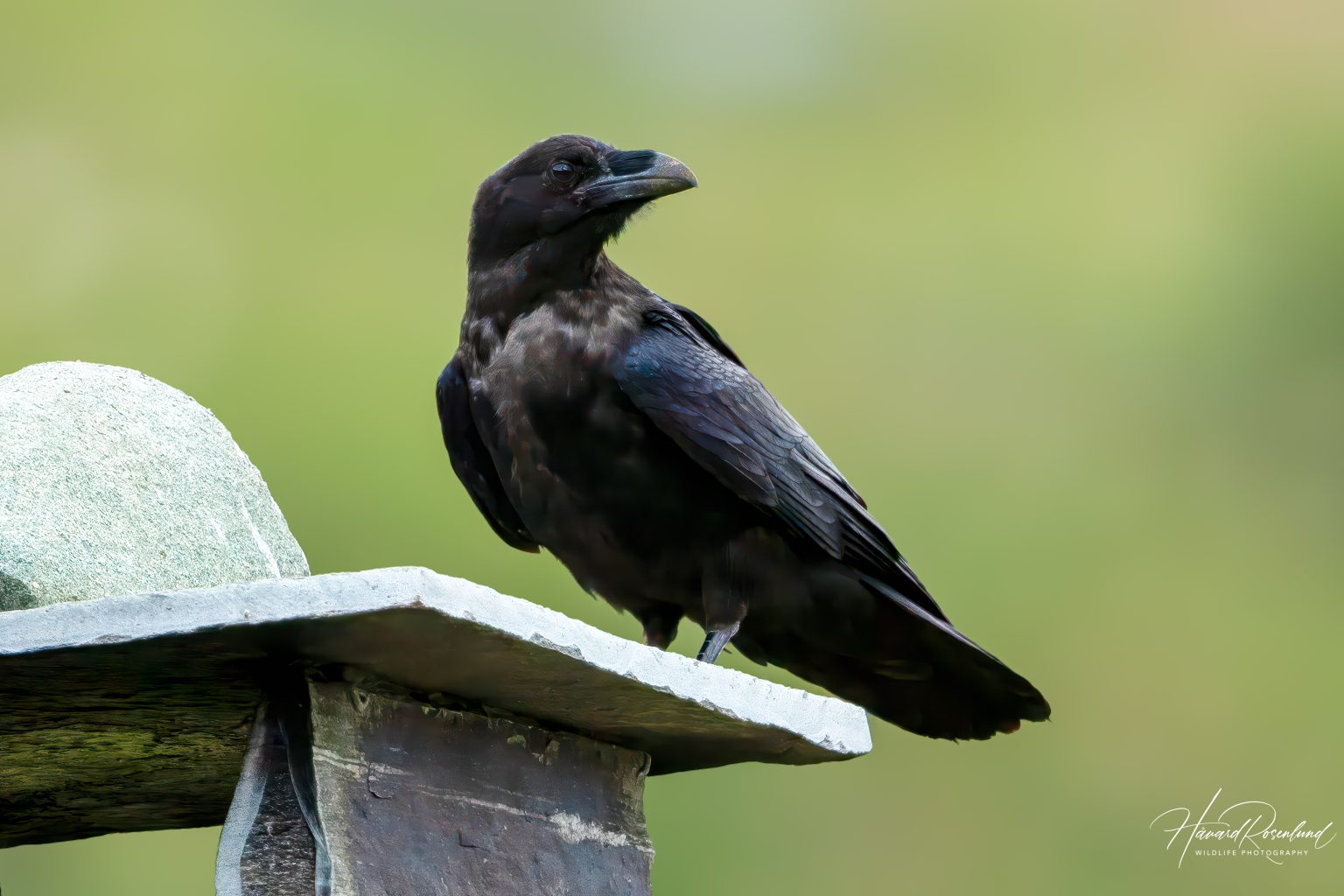 Common Raven (Corvus corax) @ Valdres, Norway. Photo: Håvard Rosenlund