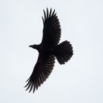Common Raven (Corvus corax) @ Valdres, Norway. Photo: Håvard Rosenlund