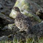Rock Ptarmigan (Lagopus muta) @ Finse, Norway. Photo: Håvard Rosenlund
