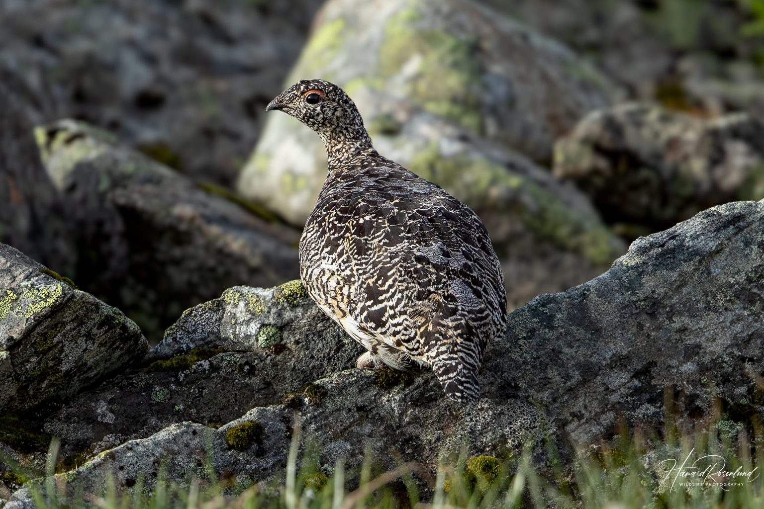 Rock Ptarmigan (Lagopus muta) @ Finse, Norway. Photo: Håvard Rosenlund