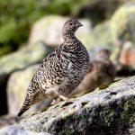 Rock Ptarmigan (Lagopus muta) @ Finse, Norway. Photo: Håvard Rosenlund