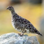 Rock Ptarmigan (Lagopus muta) @ Finse, Norway. Photo: Håvard Rosenlund