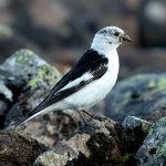 Snow Bunting (Plectrophenax nivalis) @ Jotunheimen, Norway. Photo: Håvard Rosenlund