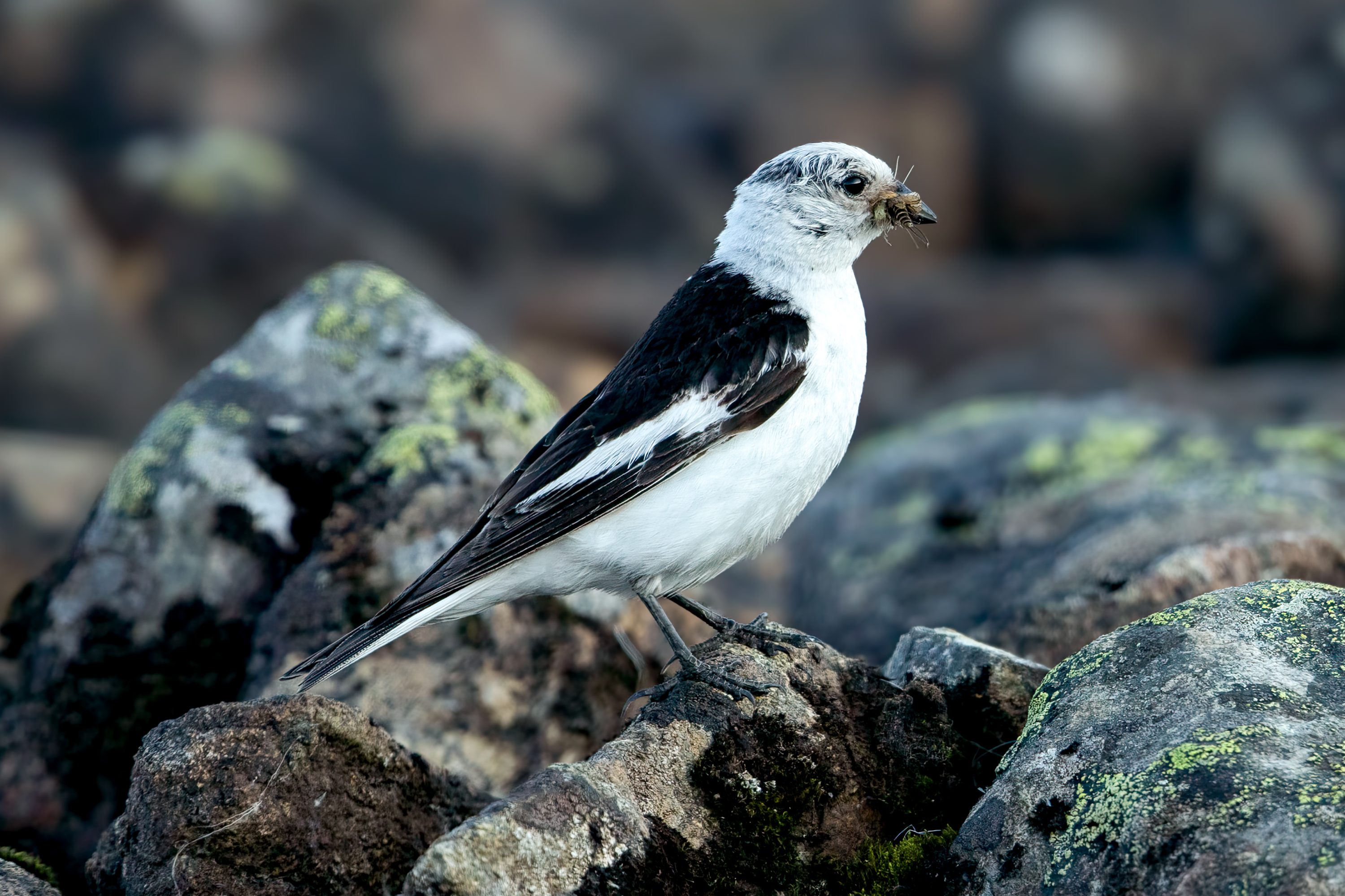 Snøspurv (Plectrophenax nivalis) @ Jotunheimen. Foto: Håvard Rosenlund