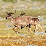 Reindeer (Rangifer tarandus) @ Jotunheimen, Norway. Photo: Håvard Rosenlund