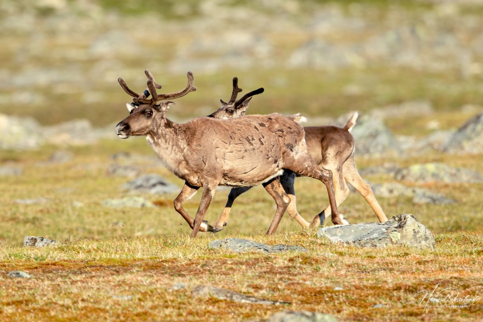 Reindeer (Rangifer tarandus) @ Jotunheimen, Norway. Photo: Håvard Rosenlund