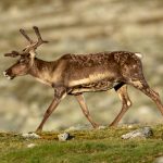 Reindeer (Rangifer tarandus) @ Jotunheimen, Norway. Photo: Håvard Rosenlund