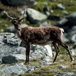 Reindeer (Rangifer tarandus) @ Jotunheimen, Norway. Photo: Håvard Rosenlund