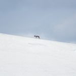 Reindeer (Rangifer tarandus) @ Jotunheimen, Norway. Photo: Håvard Rosenlund