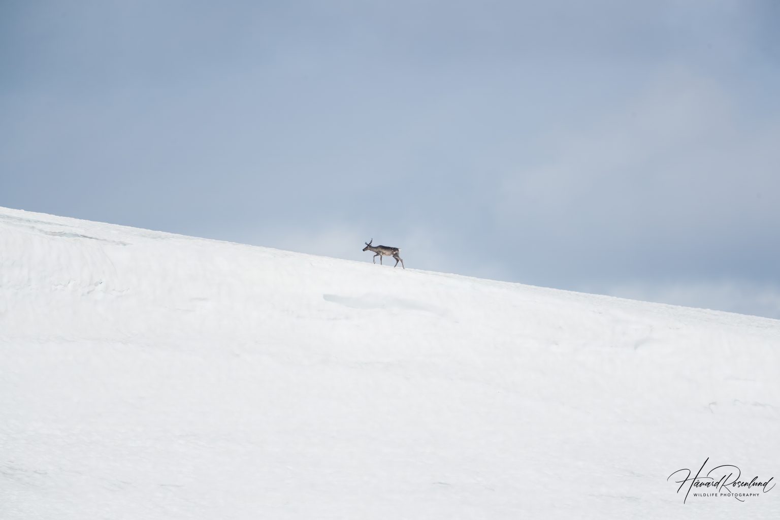 Reindeer (Rangifer tarandus) @ Jotunheimen, Norway. Photo: Håvard Rosenlund