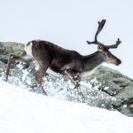 Reindeer (Rangifer tarandus) @ Jotunheimen, Norway. Photo: Håvard Rosenlund
