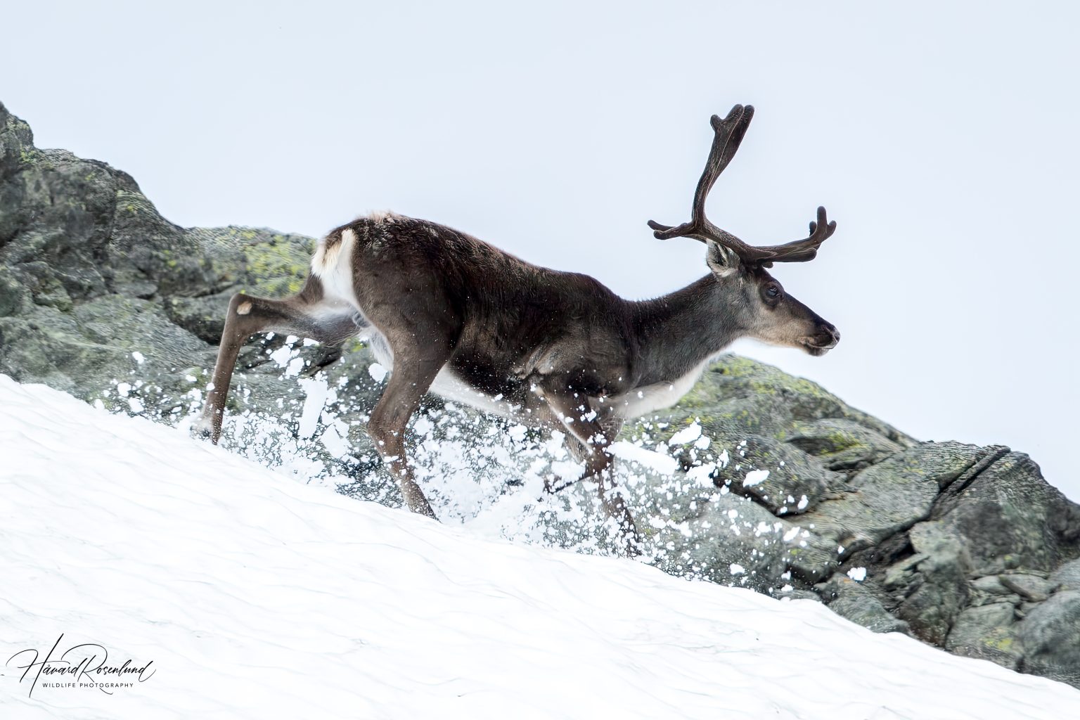 Reindeer (Rangifer tarandus) @ Jotunheimen, Norway. Photo: Håvard Rosenlund