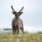 Reindeer (Rangifer tarandus) @ Jotunheimen, Norway. Photo: Håvard Rosenlund