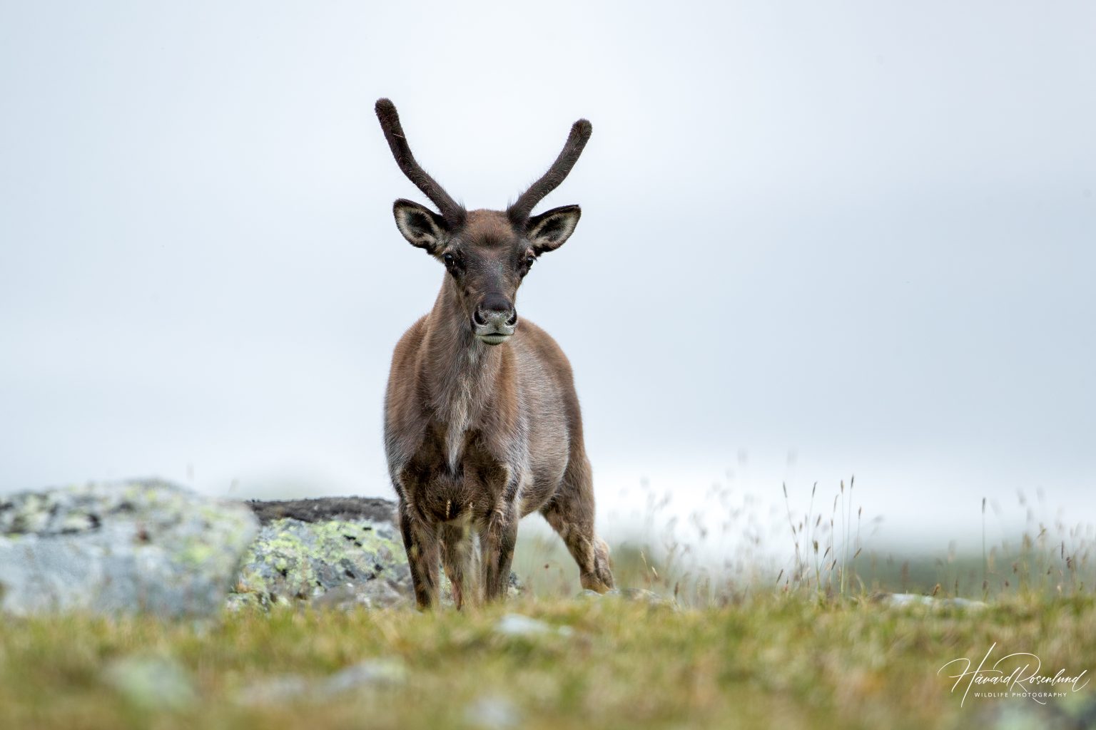 Reindeer (Rangifer tarandus) @ Jotunheimen, Norway. Photo: Håvard Rosenlund