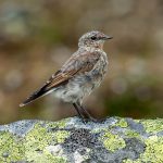 Northern Wheatear (Oenanthe oenanthe) @ Jotunheimen, Norway. Photo: Håvard Rosenlund