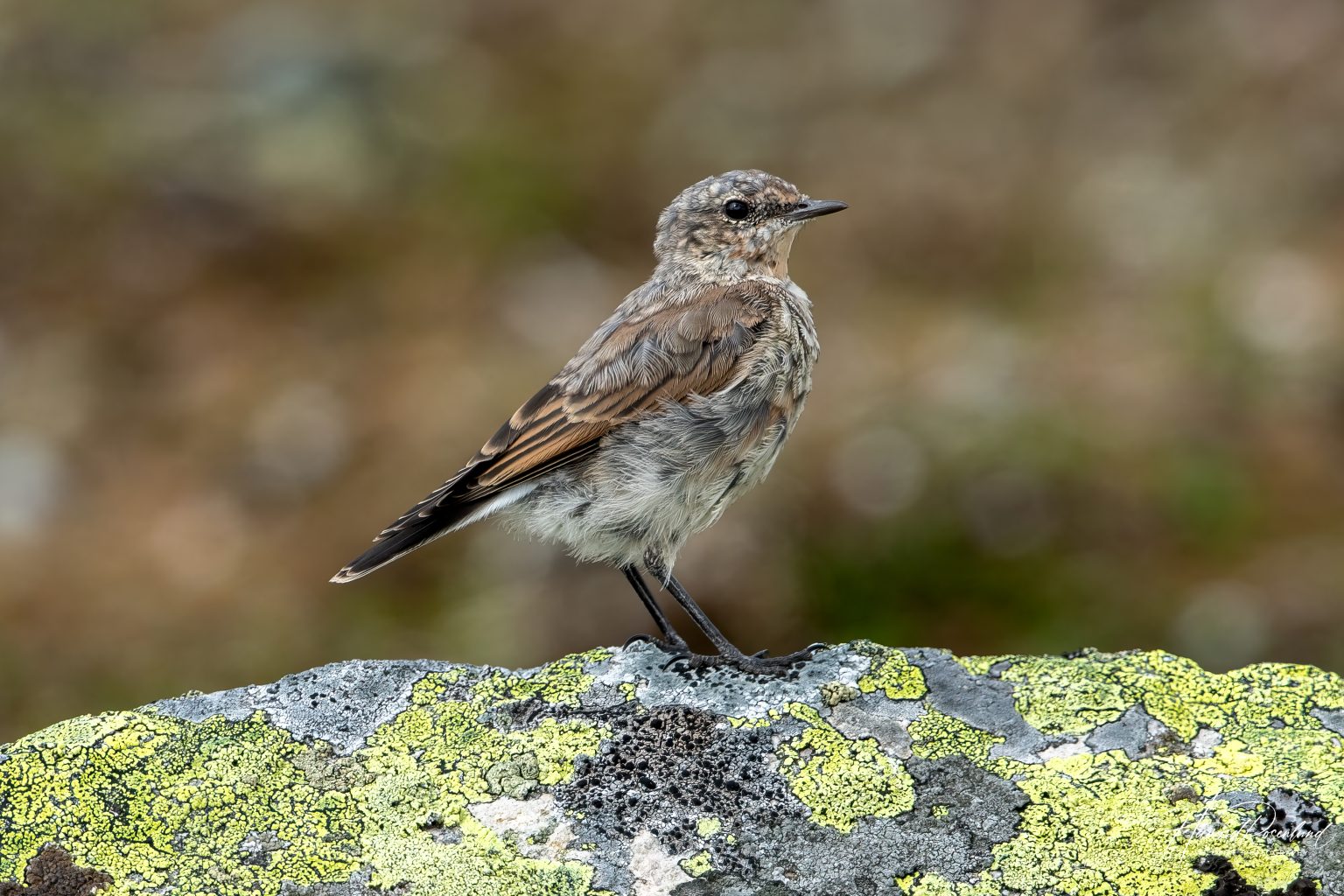 Northern Wheatear (Oenanthe oenanthe) @ Jotunheimen, Norway. Photo: Håvard Rosenlund