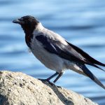 Gråkråke (Corvus corone cornix) @ Fornebu. Foto: Håvard Rosenlund