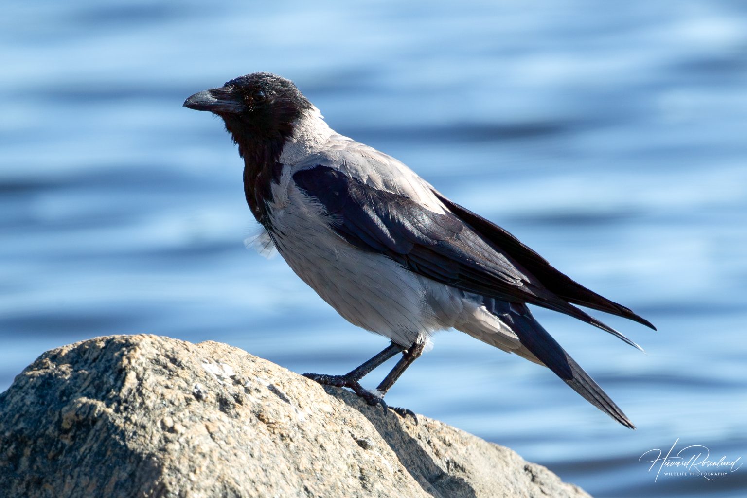 Gråkråke (Corvus corone cornix) @ Fornebu. Foto: Håvard Rosenlund