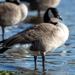 Canada Goose (Branta canadensis) @ Fornebu, Norway. Photo: Håvard Rosenlund