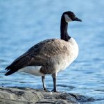 Canada Goose (Branta canadensis) @ Fornebu, Norway. Photo: Håvard Rosenlund