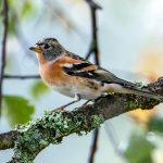 Brambling (Fringilla montifringilla) @ Nordre Øyeren Nature Reserve, Norway. Photo: Håvard Rosenlund