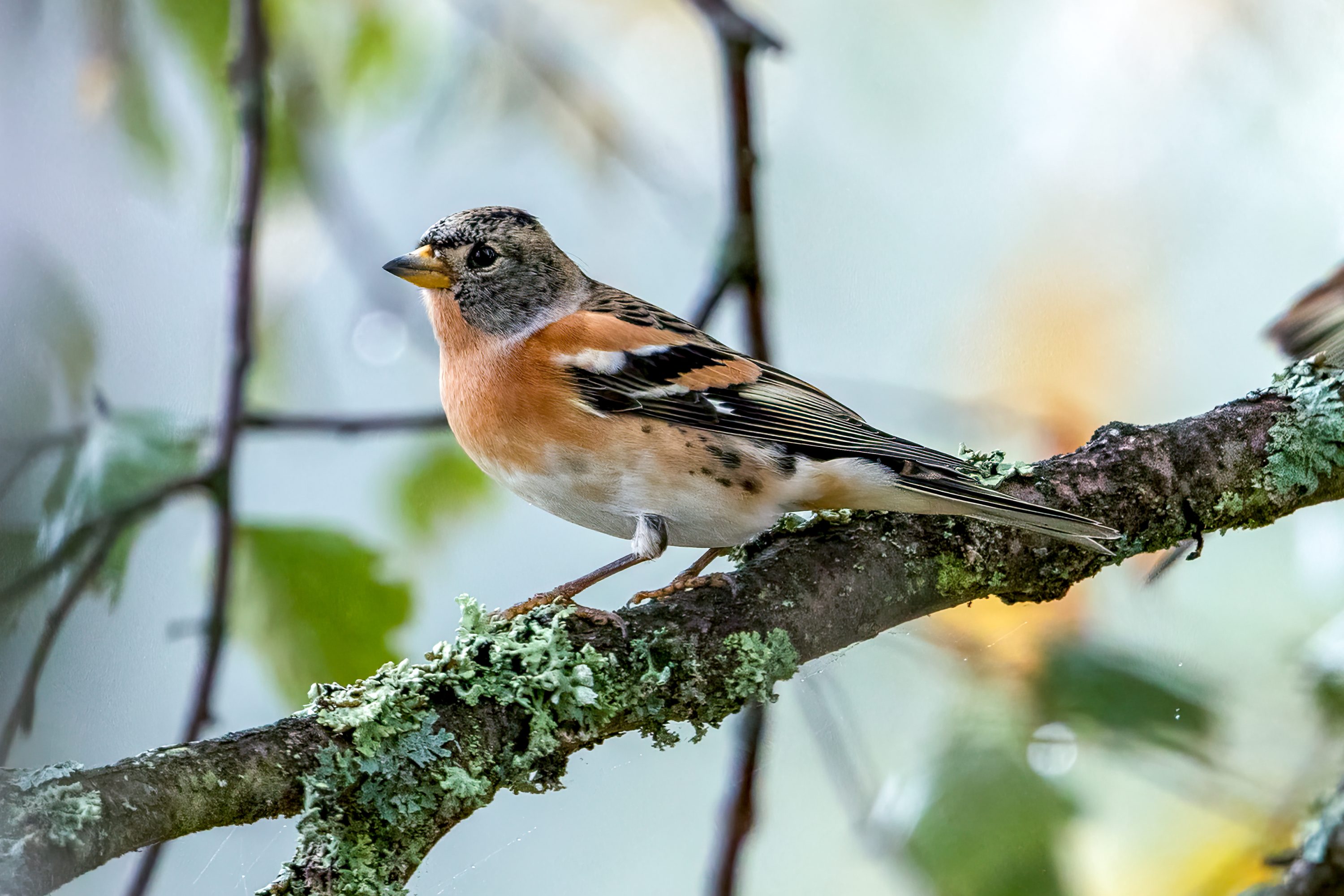 Bjørkefink (Fringilla montifringilla) @ Nordre Øyeren Naturreservat. Foto: Håvard Rosenlund