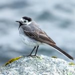 White Wagtail (Motacilla alba) @ Finse, Norway. Photo: Håvard Rosenlund