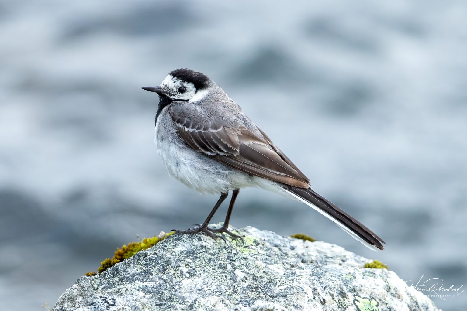 White Wagtail (Motacilla alba) @ Finse, Norway. Photo: Håvard Rosenlund