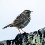 Bluethroat (Luscinia svecica) - Juvenile @ Finse, Norway. Photo: Håvard Rosenlund