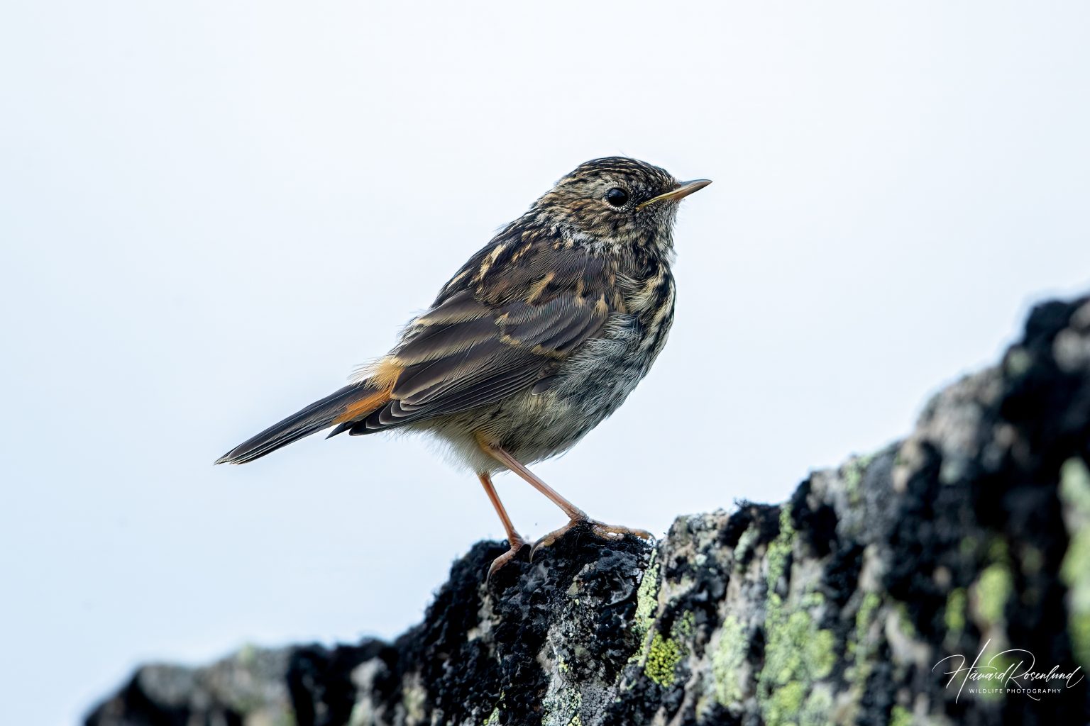 Bluethroat (Luscinia svecica) - Juvenile @ Finse, Norway. Photo: Håvard Rosenlund