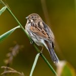 Sivspurv (Emberiza schoeniclus) - Hunnfugl @ Fornebu. Photo: Håvard Rosenlund