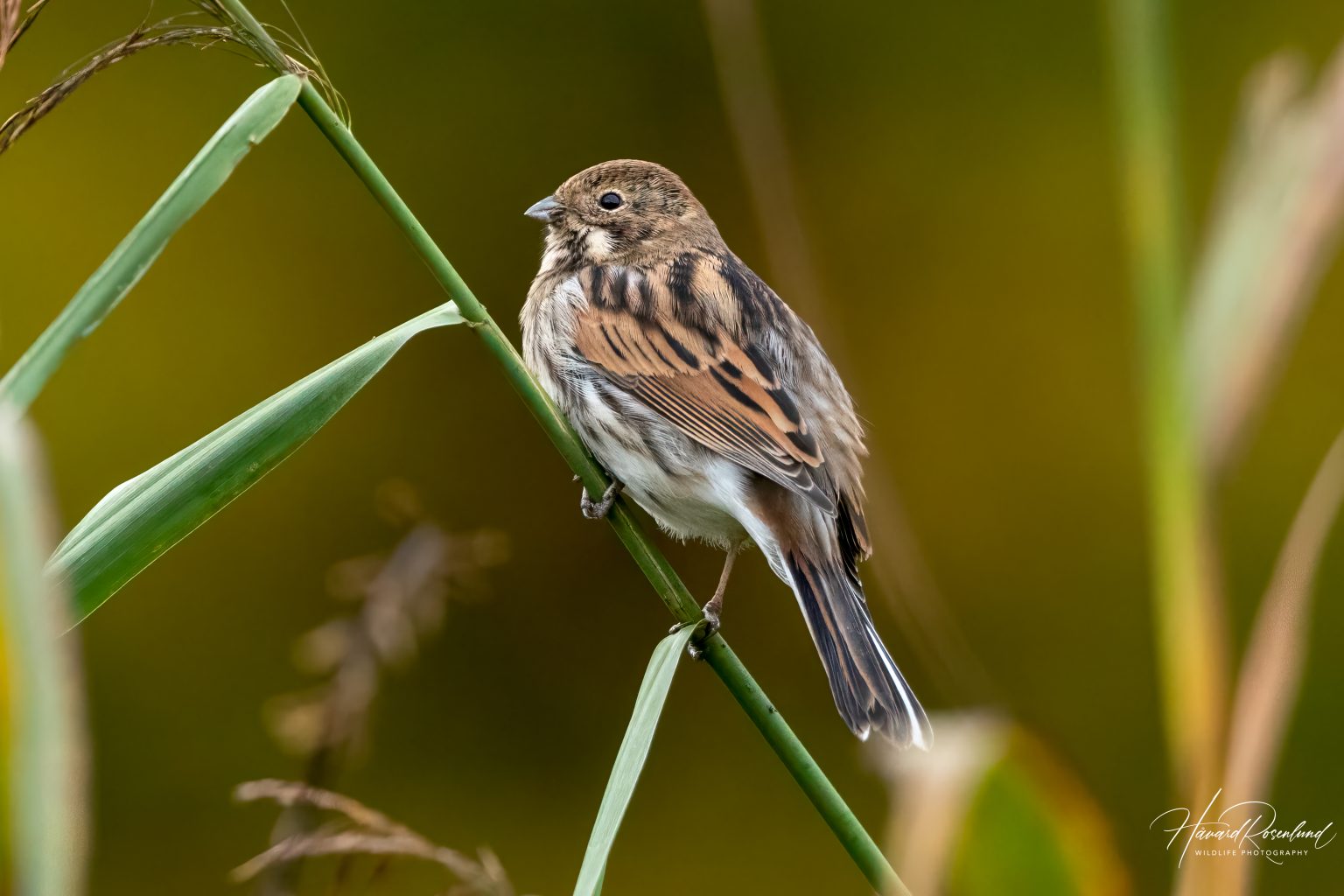 Sivspurv (Emberiza schoeniclus) - Hunnfugl @ Fornebu. Photo: Håvard Rosenlund