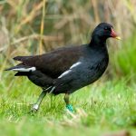 Common Moorhen (Gallinula chloropus) @ Fornebu, Norway. Photo: Håvard Rosenlund