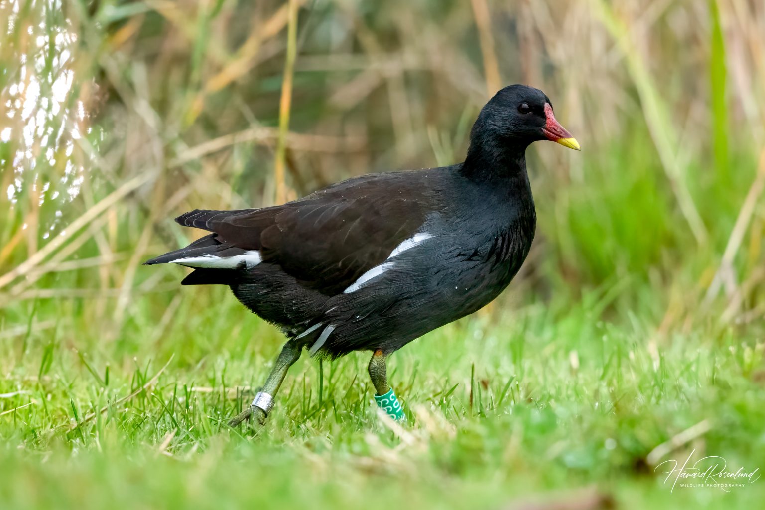 Common Moorhen (Gallinula chloropus) @ Fornebu, Norway. Photo: Håvard Rosenlund