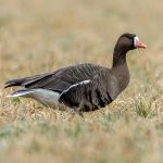 Greater White-fronted Goose (Anser albifrons) @ Bygdøy, Oslo, Norway. Photo: Håvard Rosenlund
