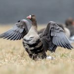 Greater White-fronted Goose (Anser albifrons) @ Bygdøy, Oslo, Norway. Photo: Håvard Rosenlund