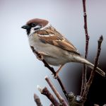 Eurasian Tree Sparrow (Passer montanus) @ Bygdøy, Oslo, Norway. Photo: Håvard Rosenlund