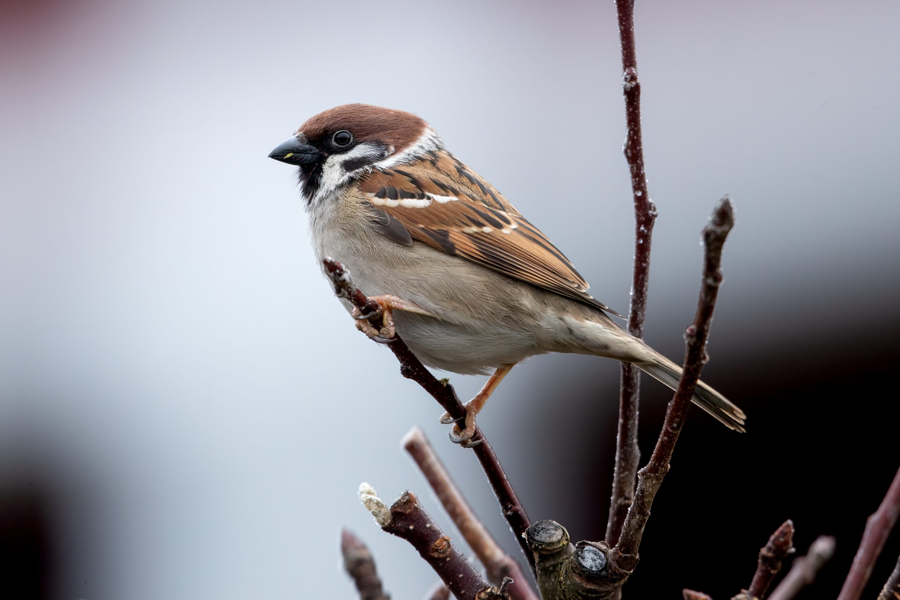 Eurasian Tree Sparrow (Passer montanus) @ Bygdøy, Oslo, Norway. Photo: Håvard Rosenlund