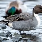 Northern Pintail (Anas acuta) @ Bygdøy, Oslo, Norway. Photo: Håvard Rosenlund